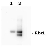 AgriseraECL Bright (10 ml trial pack) in the group Detection Reagents / Chemiluminescent detection at Agrisera AB (Antibodies for research) (AS16 ECL-N-10)